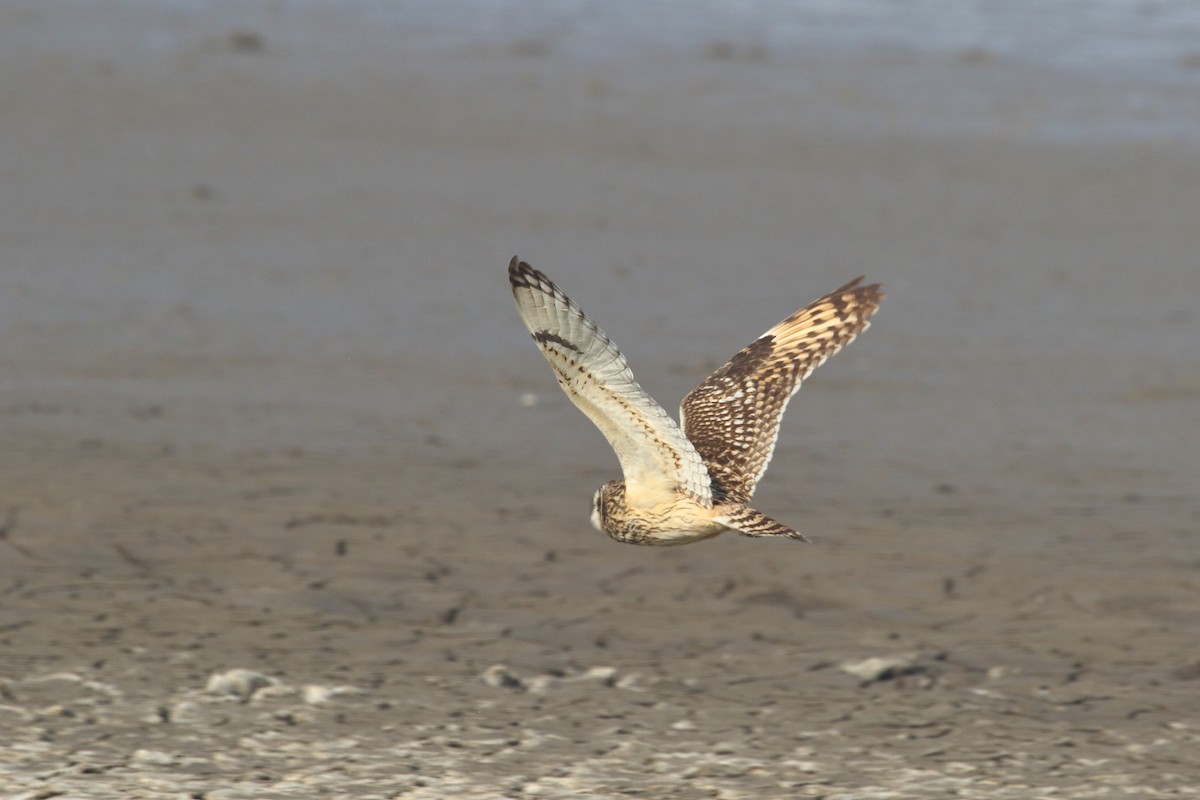 Zingira-hontza - ML645330836