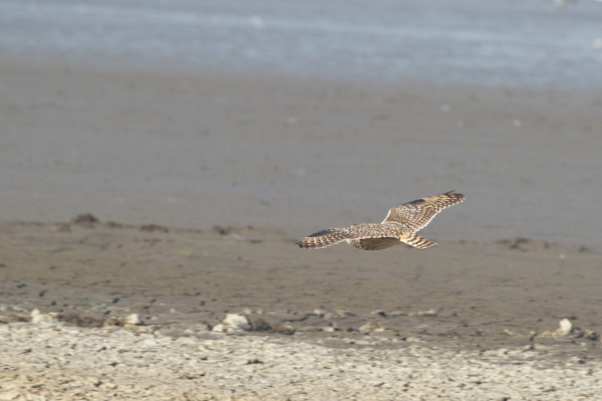 Zingira-hontza - ML645330837