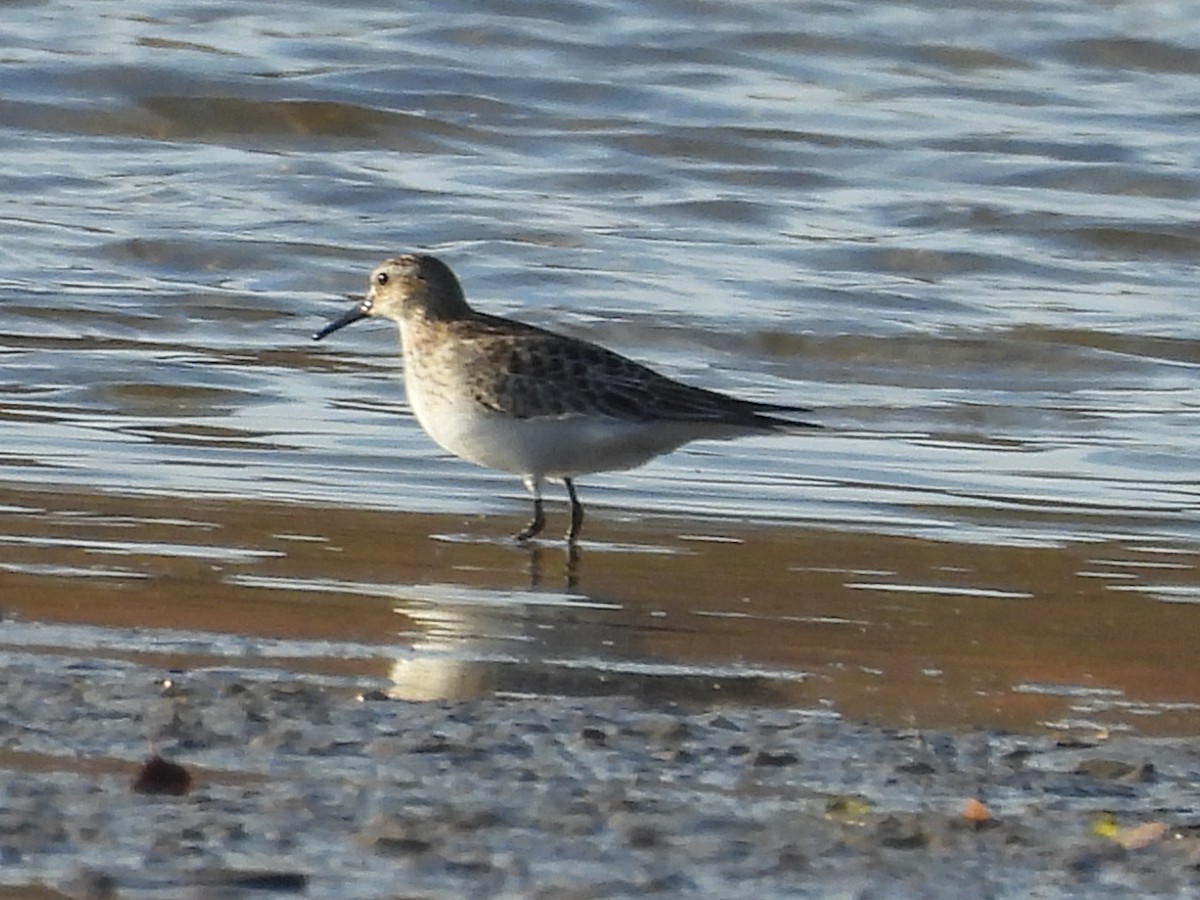Побережник канадський - ML645330843