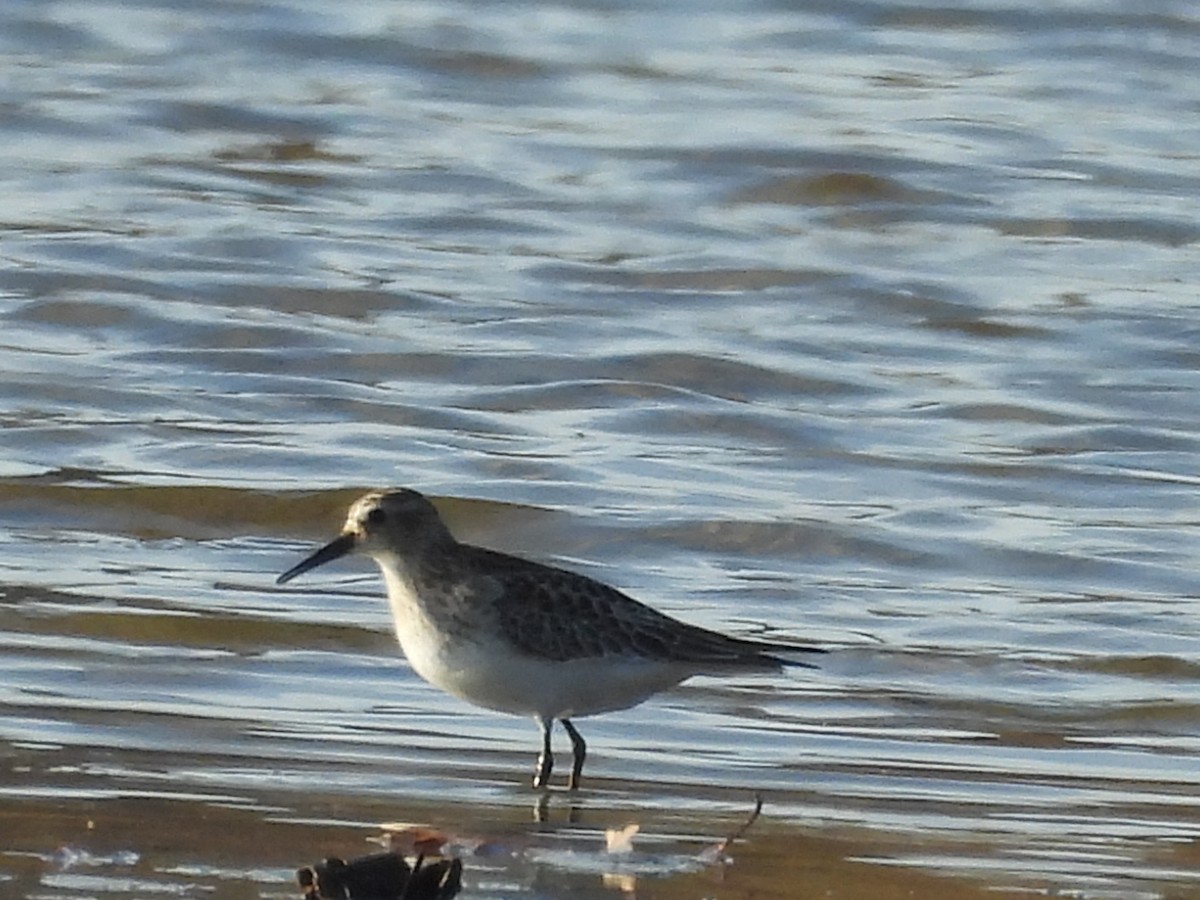 Побережник канадський - ML645330850