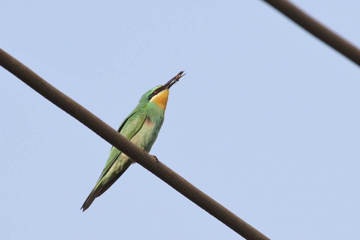 Зелёная щурка - ML645330856