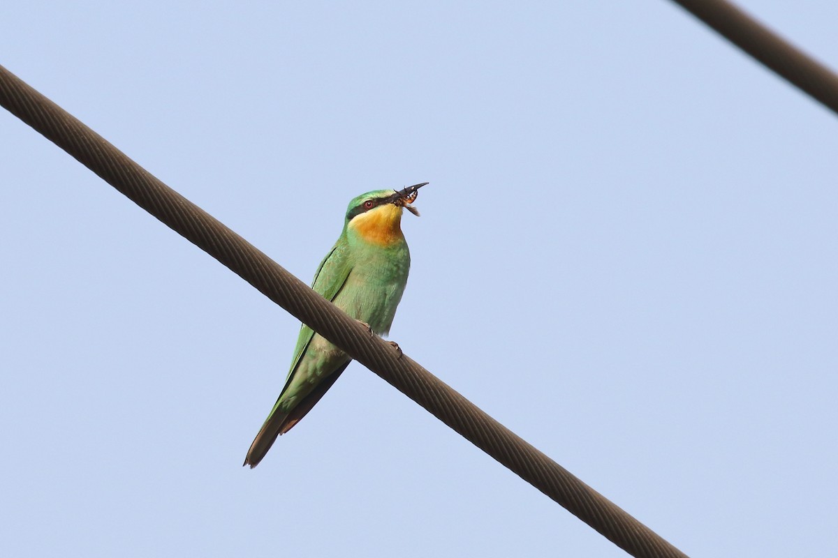 Зелёная щурка - ML645330857