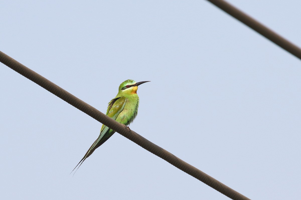 Зелёная щурка - ML645330858