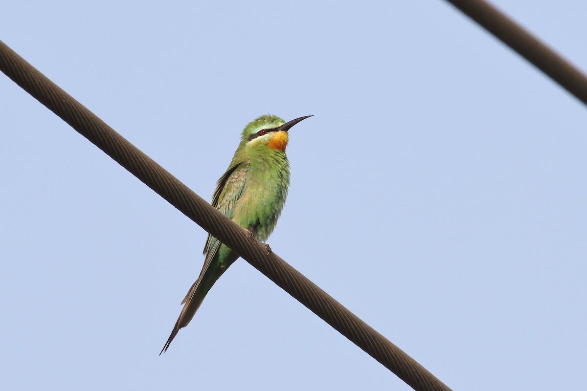 Зелёная щурка - ML645330859