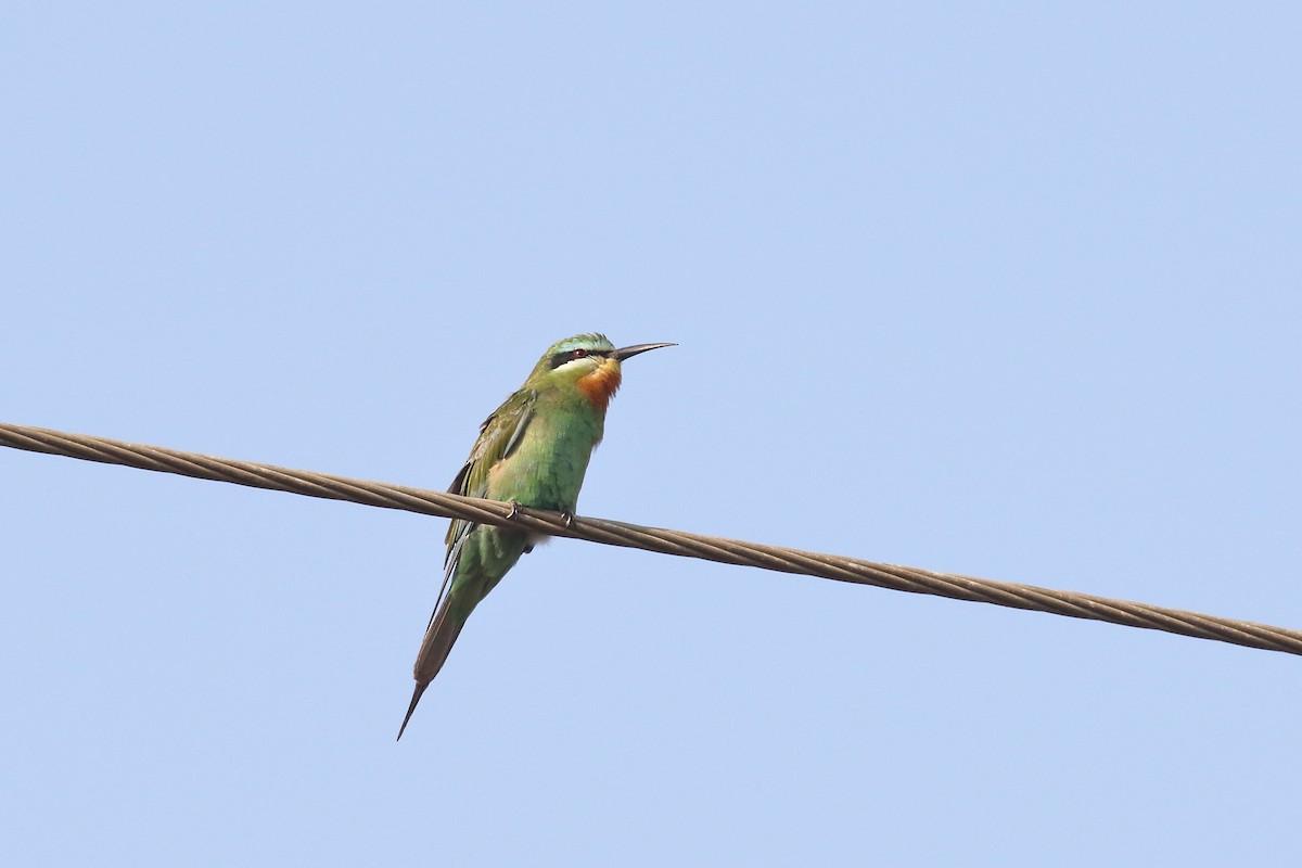 Зелёная щурка - ML645330860