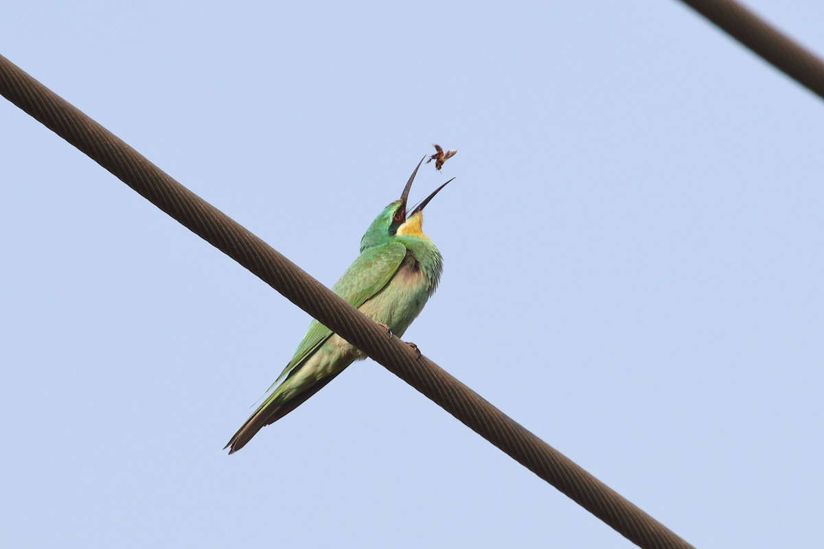 Зелёная щурка - ML645330861