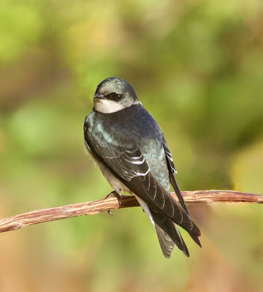 Tree Swallow - ML645330875