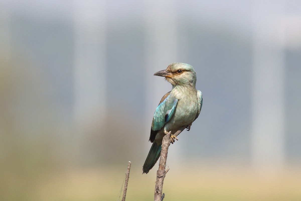European Roller - ML645330878
