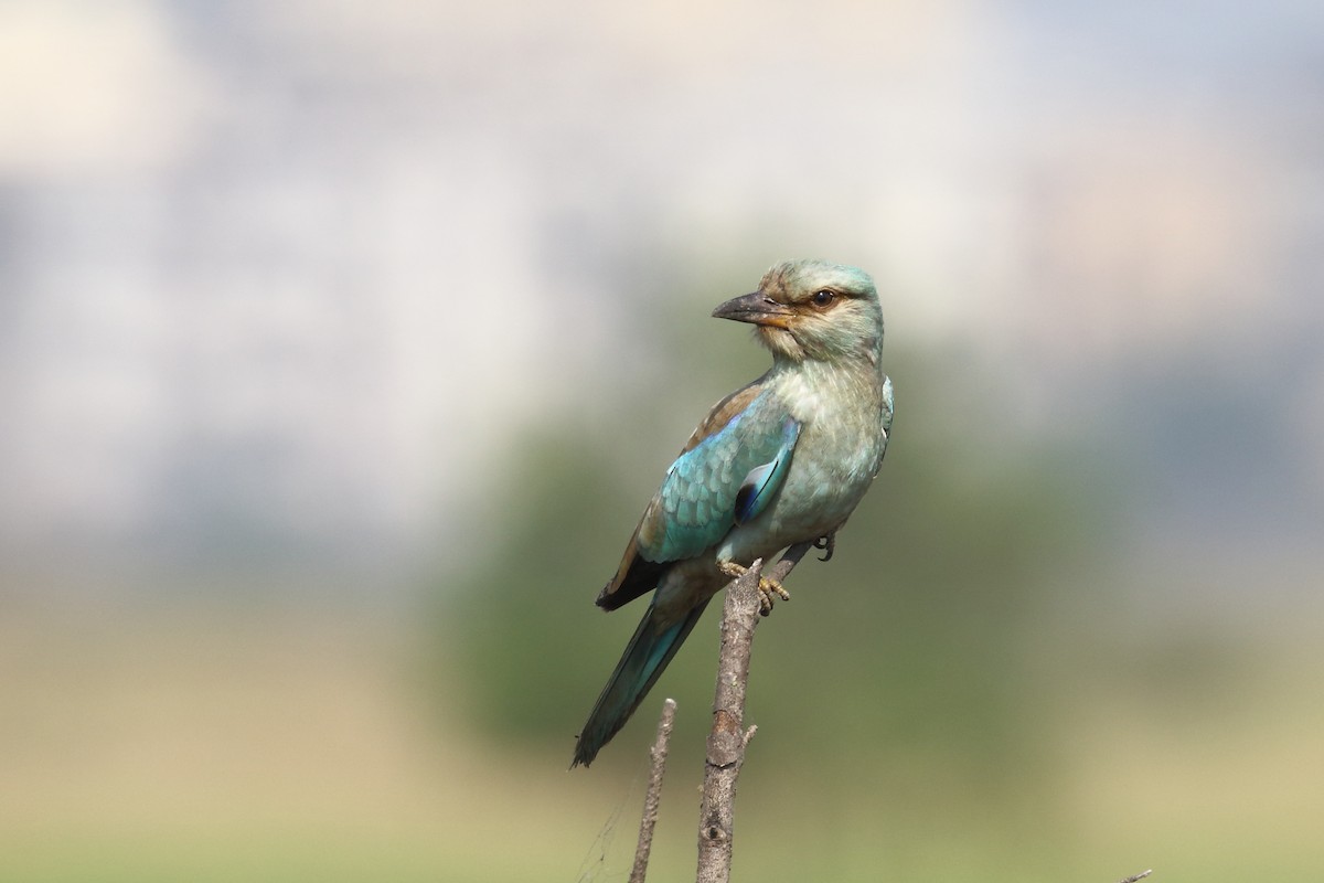 European Roller - ML645330879