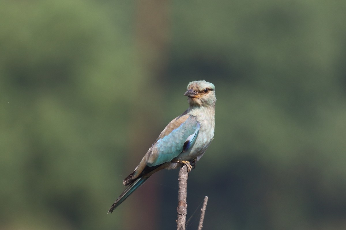 European Roller - ML645330880