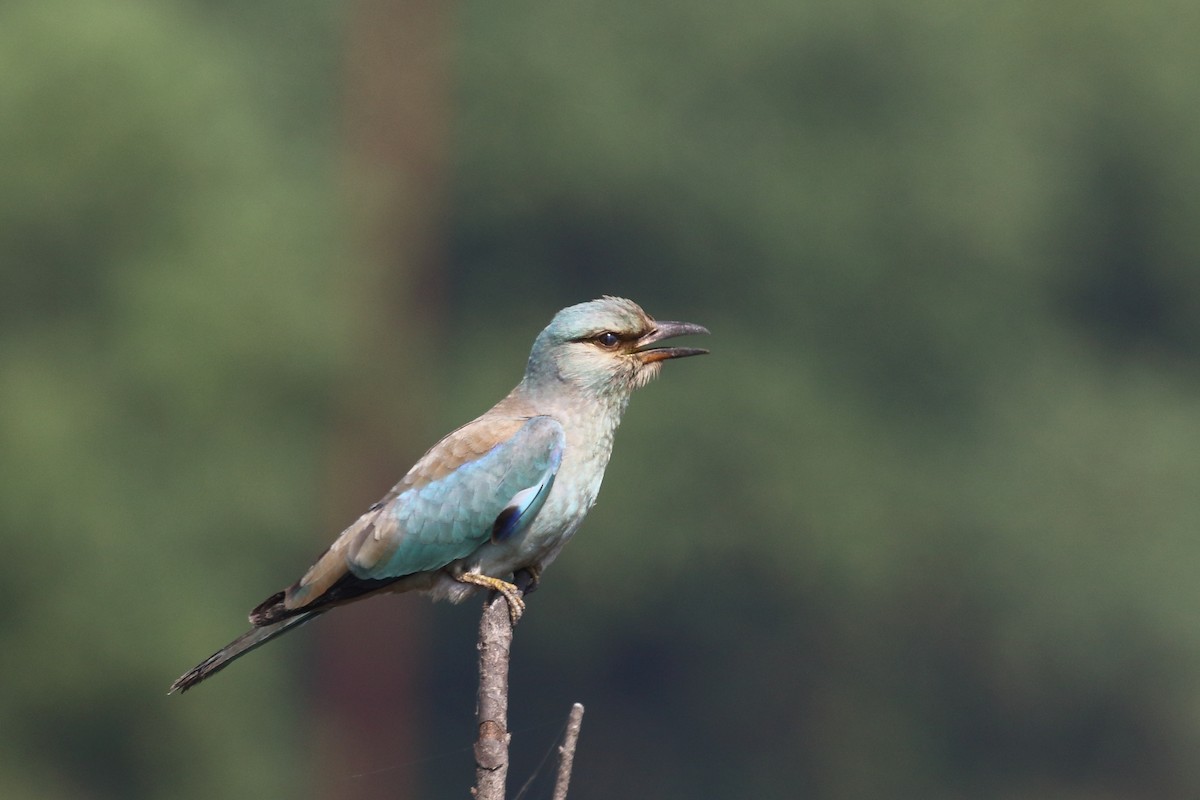 European Roller - ML645330881