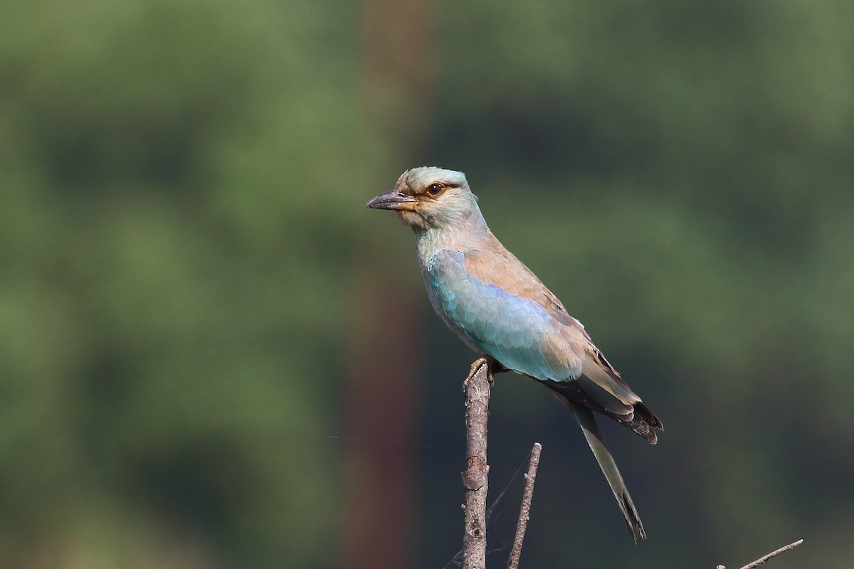 European Roller - ML645330882