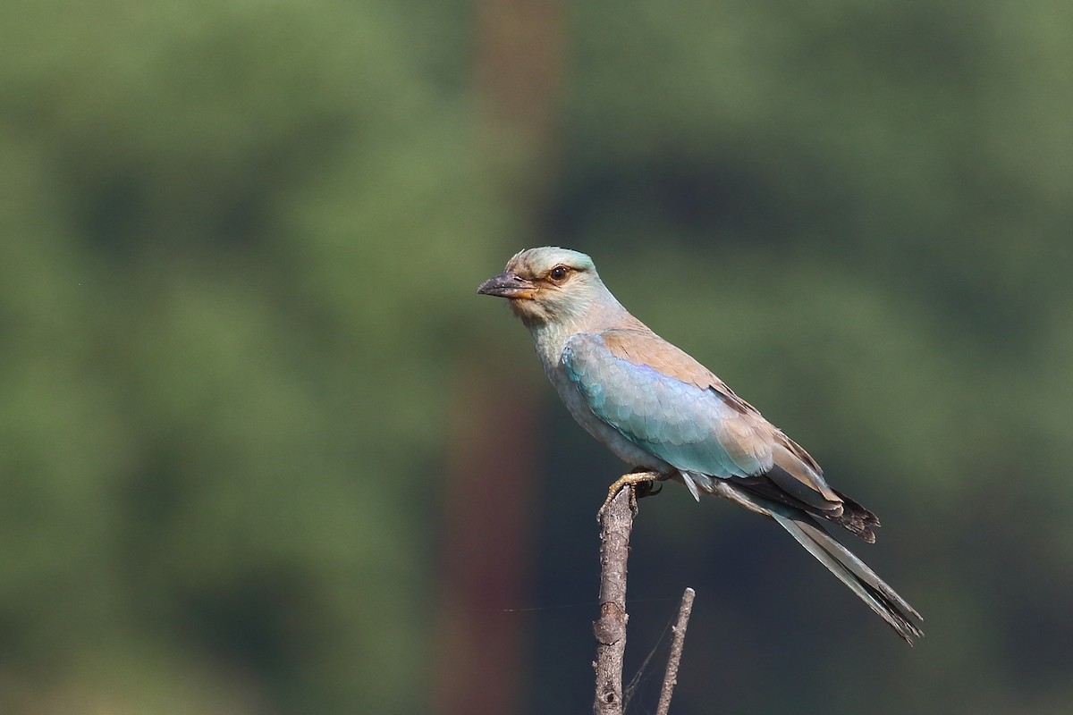 European Roller - ML645330883