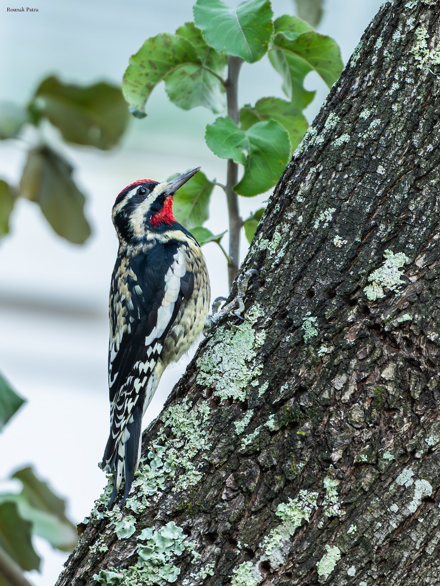 Yellow-bellied Sapsucker - ML645330884