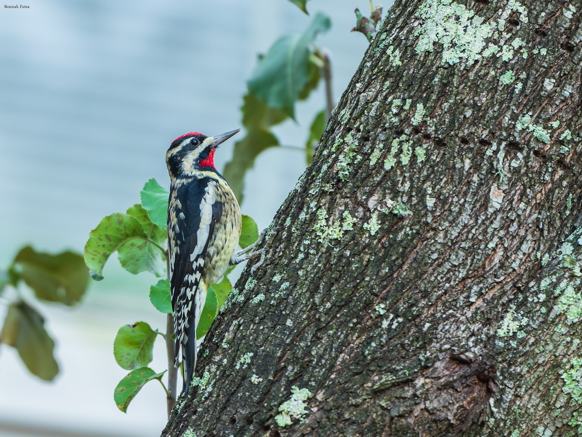 Yellow-bellied Sapsucker - ML645330885