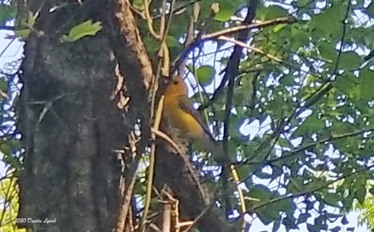Prothonotary Warbler - ML645330886