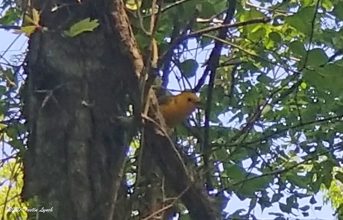 Prothonotary Warbler - ML645330887