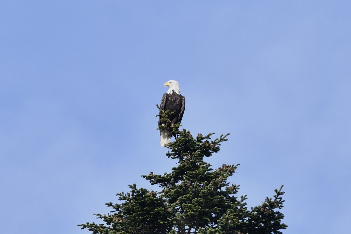 Bald Eagle - ML645330888