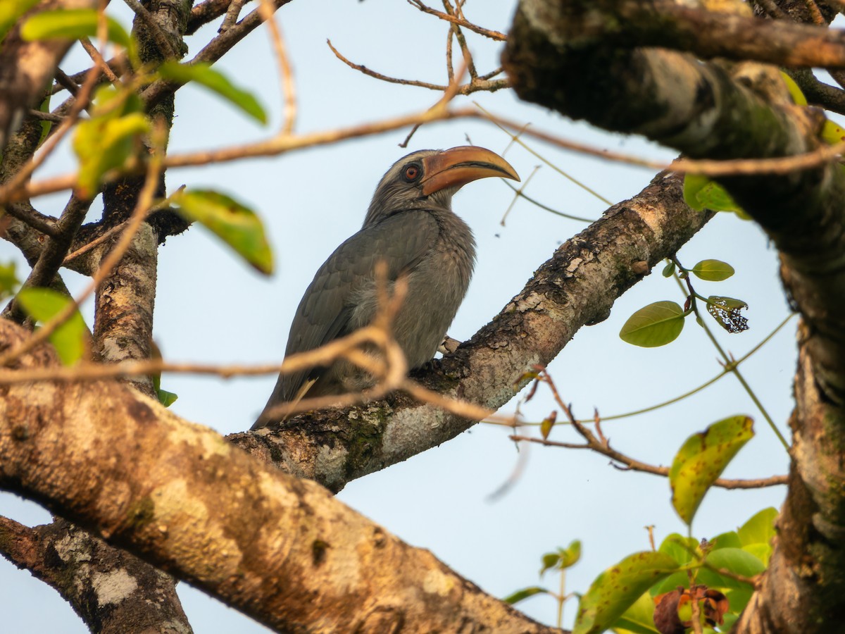Malabar Gray Hornbill - ML645330889