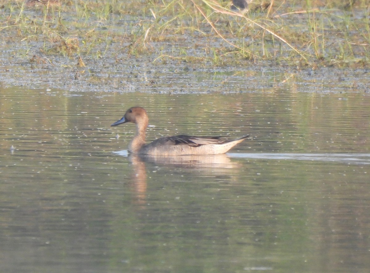 Northern Pintail - ML645330890