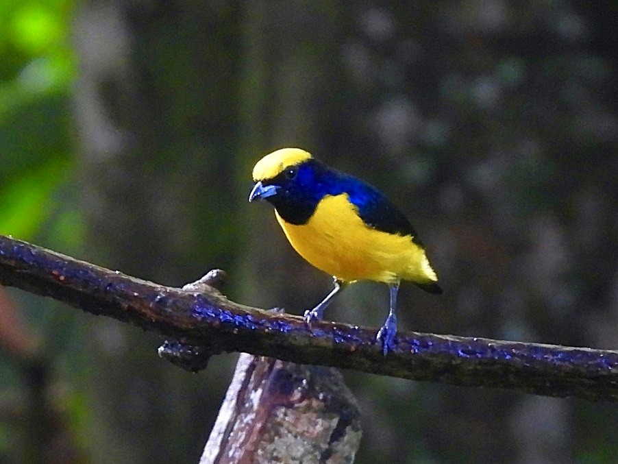 Yellow-crowned Euphonia - ML645330891