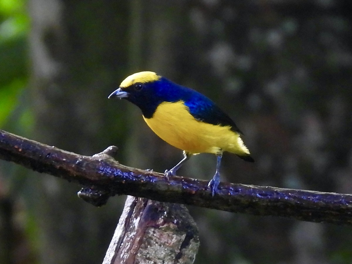 Yellow-crowned Euphonia - ML645330892