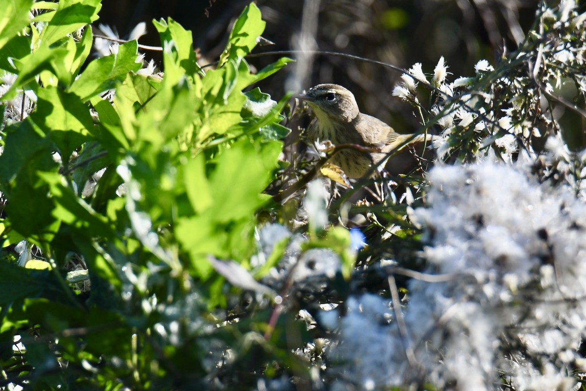 Palm Warbler - ML645330893