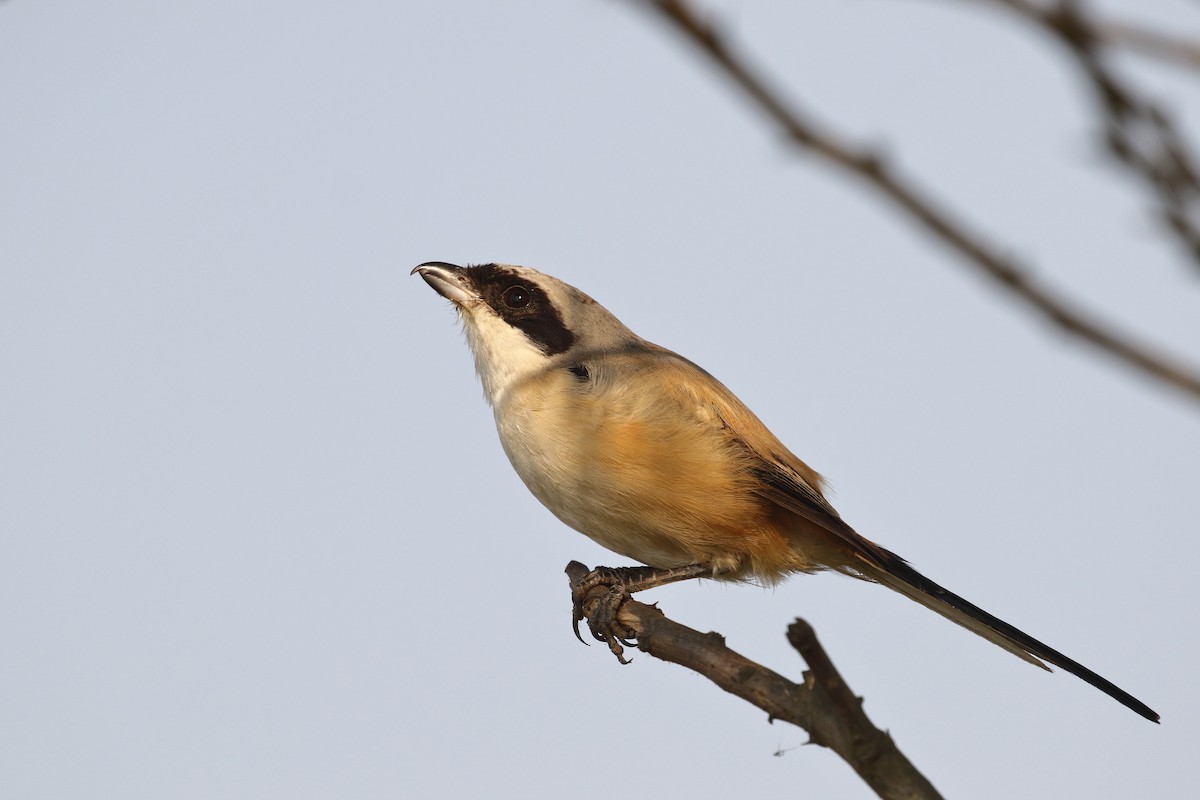 Длиннохвостый сорокопут - ML645330896