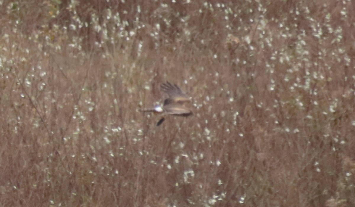 Northern Harrier - ML645330897