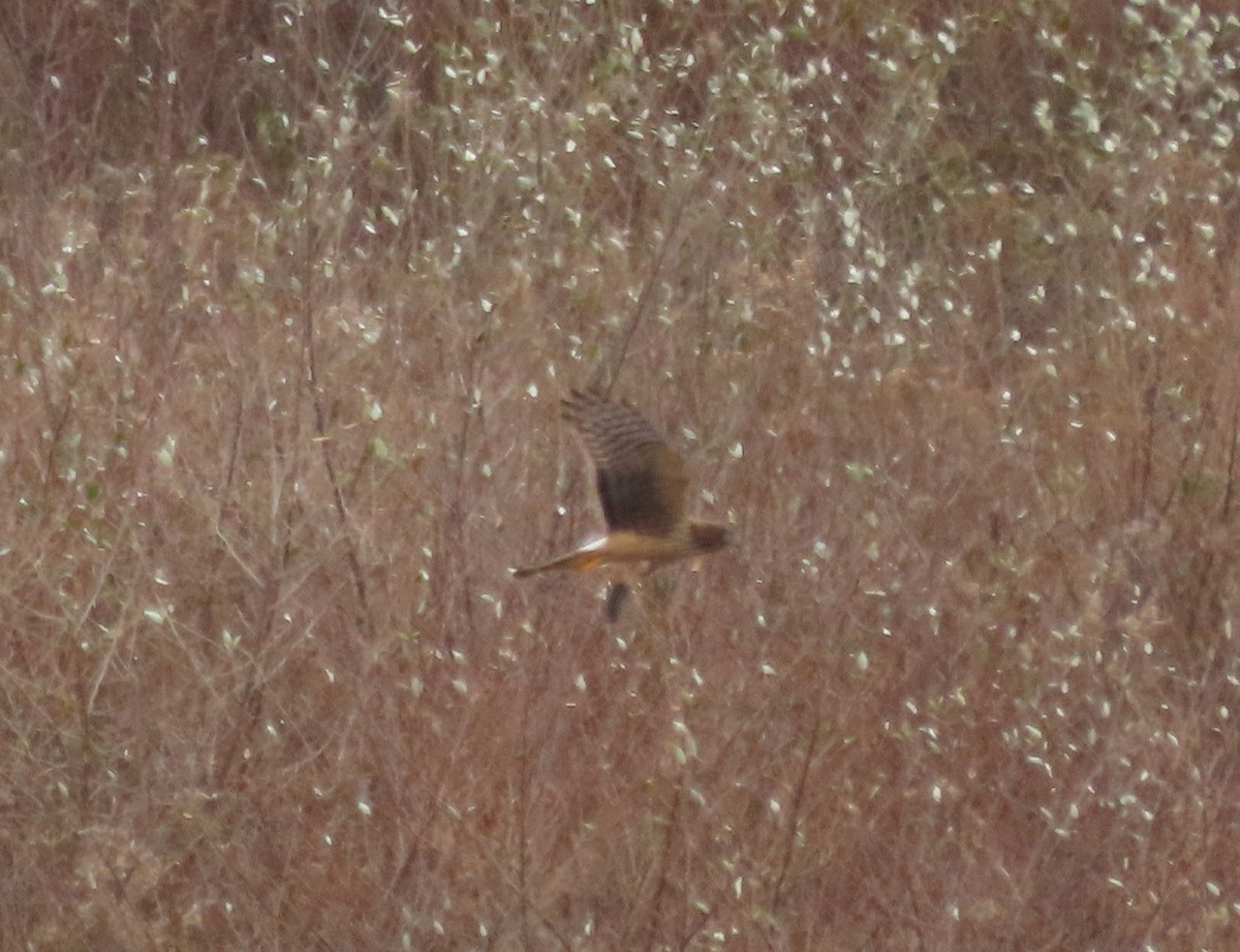 Northern Harrier - ML645330898