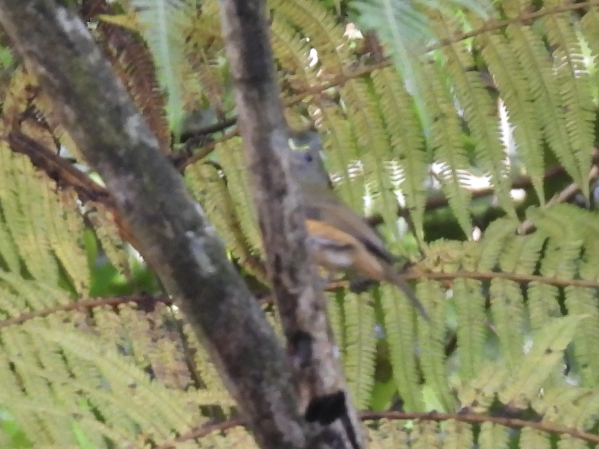 Ochre-bellied Flycatcher - ML645330900