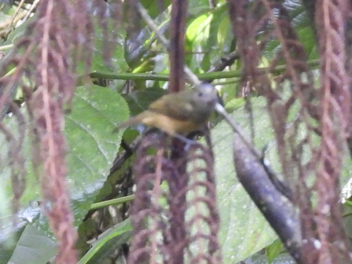 Ochre-bellied Flycatcher - ML645330901