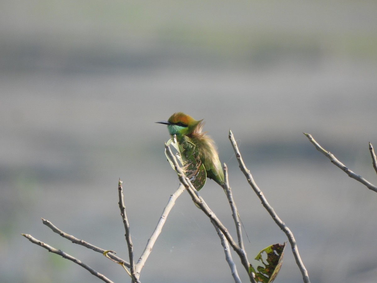 Asian Green Bee-eater - ML645330902
