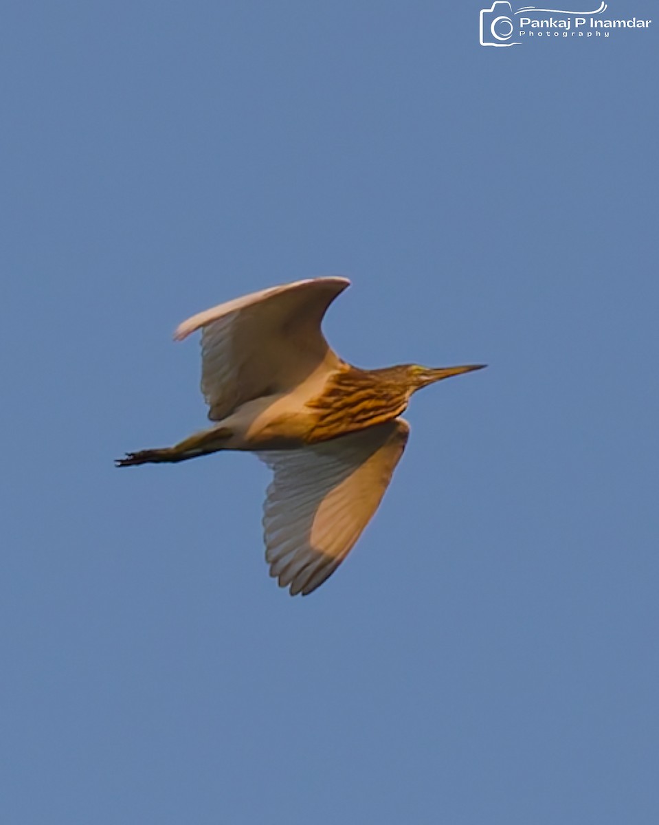 Indian Pond-Heron - ML645330903