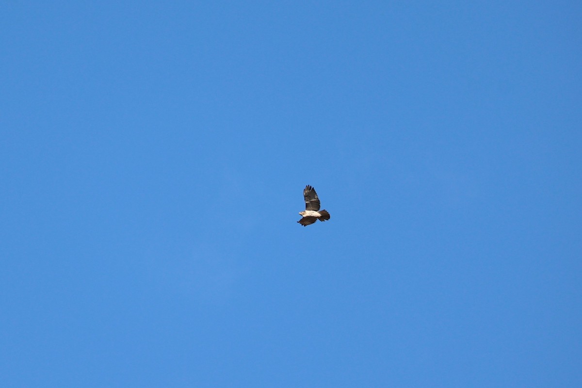 Red-tailed Hawk - ML645330904