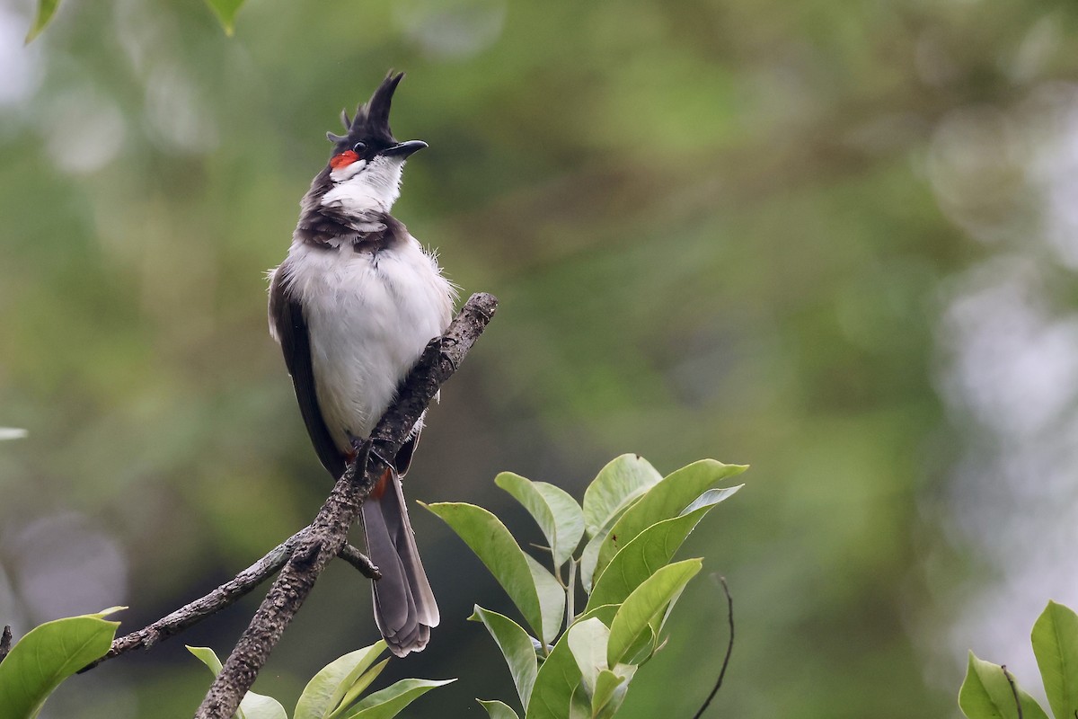 Red-whiskered Bulbul - ML645330905