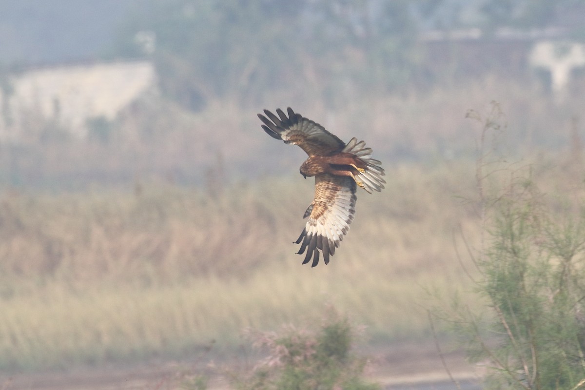 Western Marsh Harrier - ML645330906