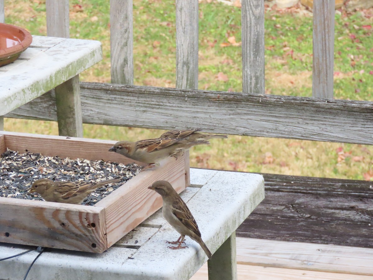 House Sparrow - ML645330908