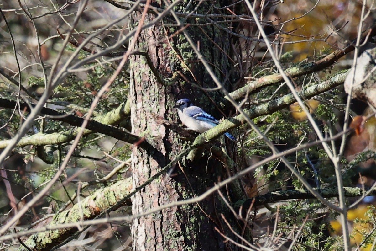 Blue Jay - ML645330909