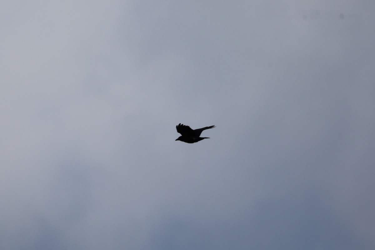 American Crow - ML645330914