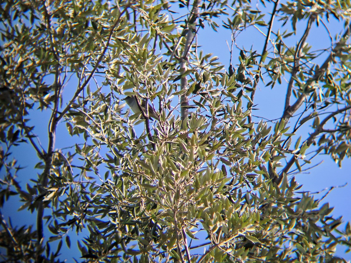 Eurasian Blackcap - ML645330916