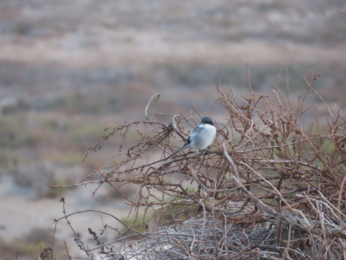 Great Gray Shrike - ML645330919