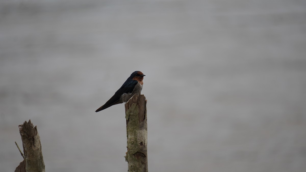 Pacific Swallow - ML645330936