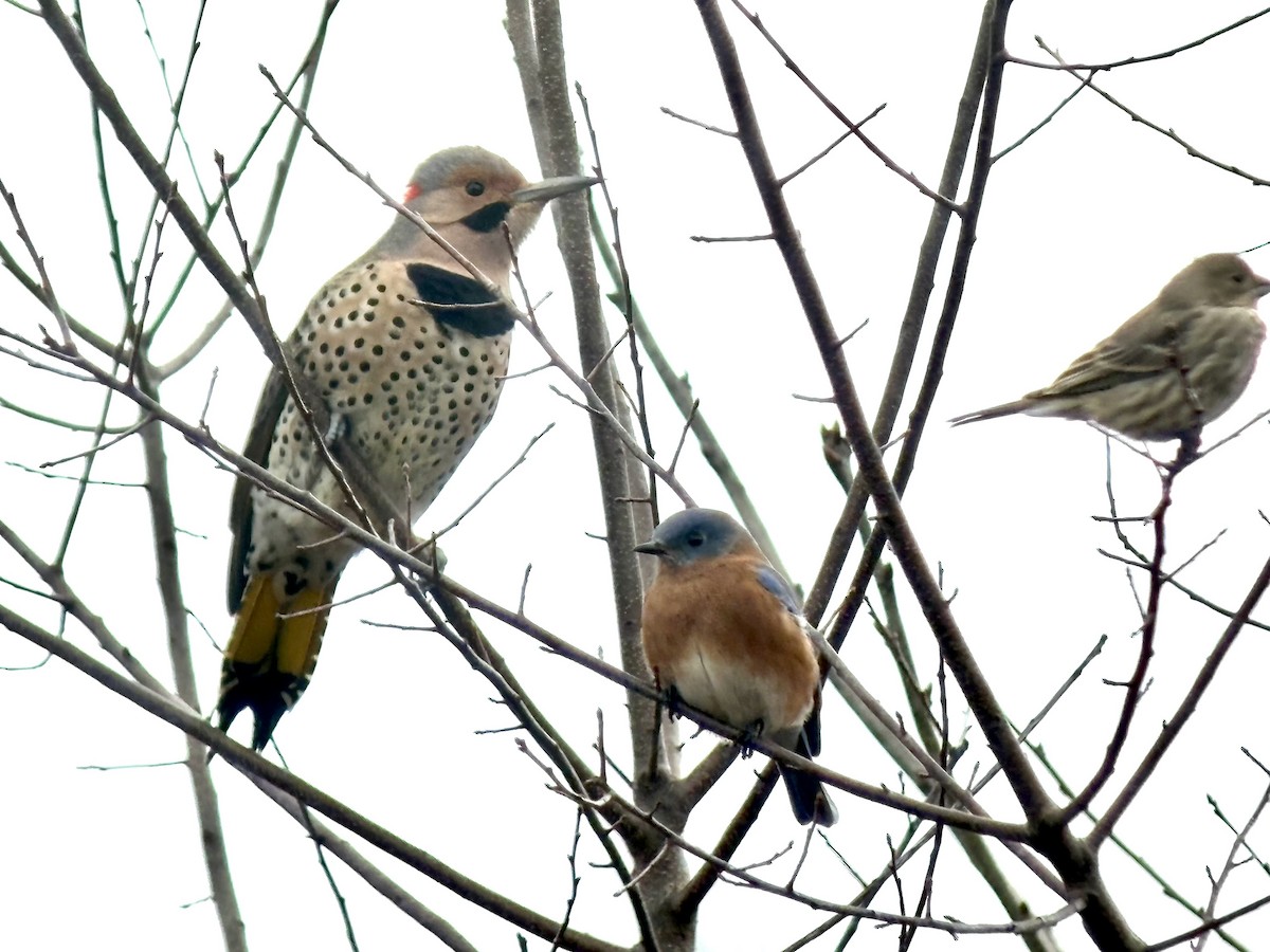 House Finch - ML645330939