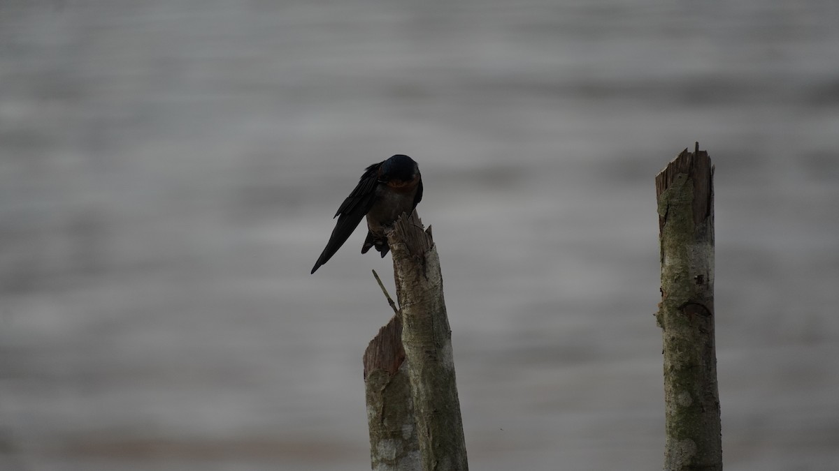 Pacific Swallow - ML645330940