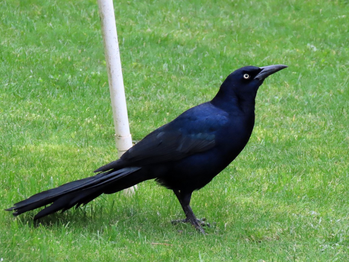 Boat-tailed Grackle - ML645330965