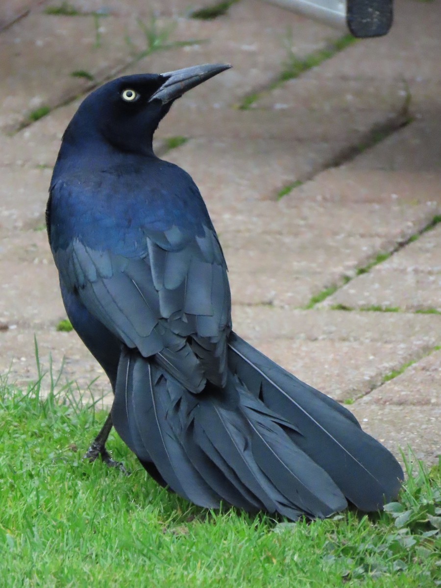 Boat-tailed Grackle - ML645330966