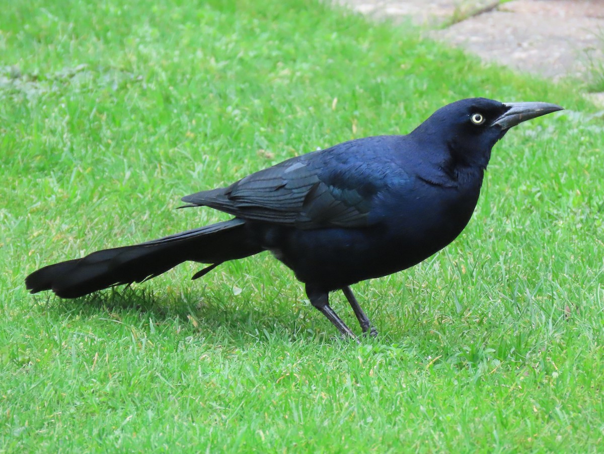 Boat-tailed Grackle - ML645330967