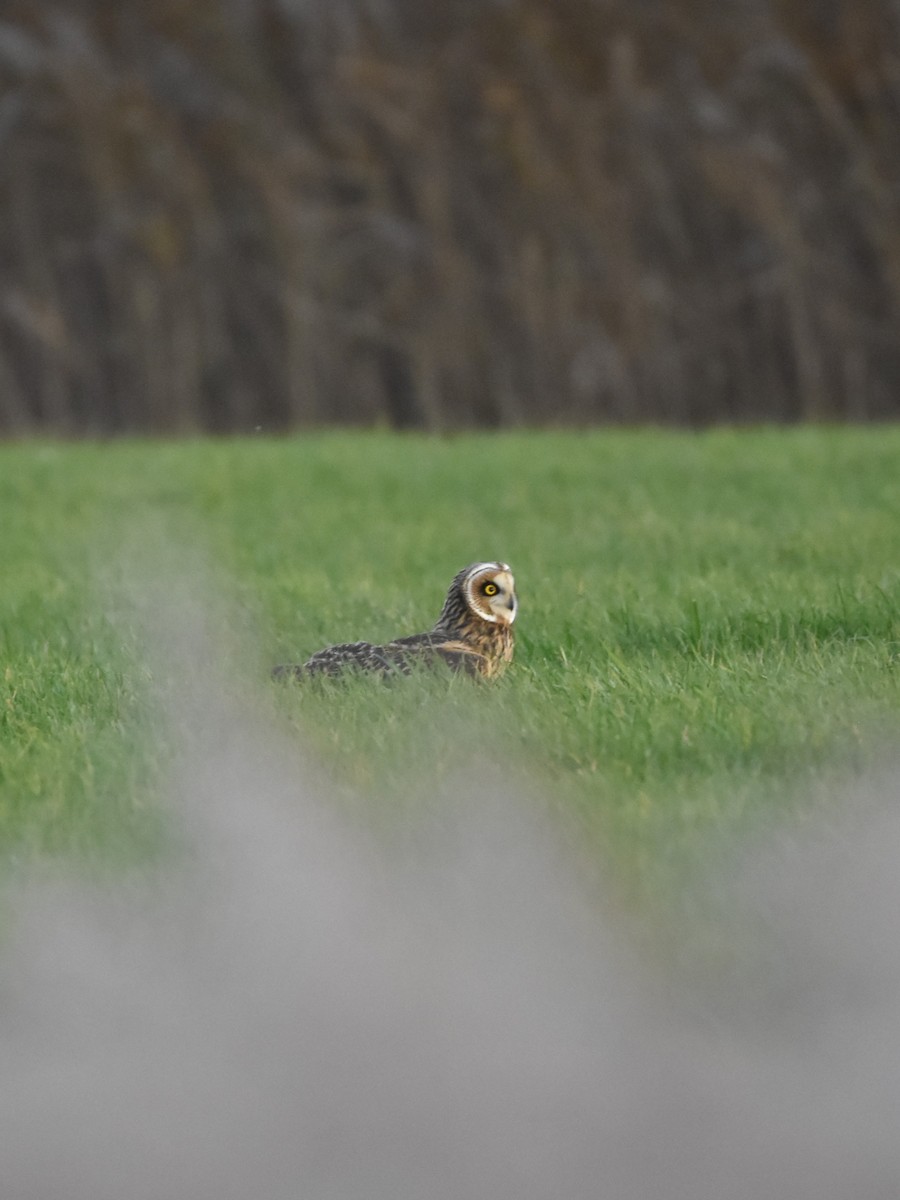 Short-eared Owl - ML645330975