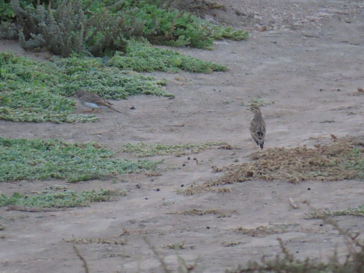 Alouette pispolette - ML645330979